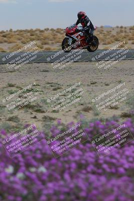 media/Jan-14-2023-SoCal Trackdays (Sat) [[497694156f]]/Turn 14 Exit Bloomig (145pm)/